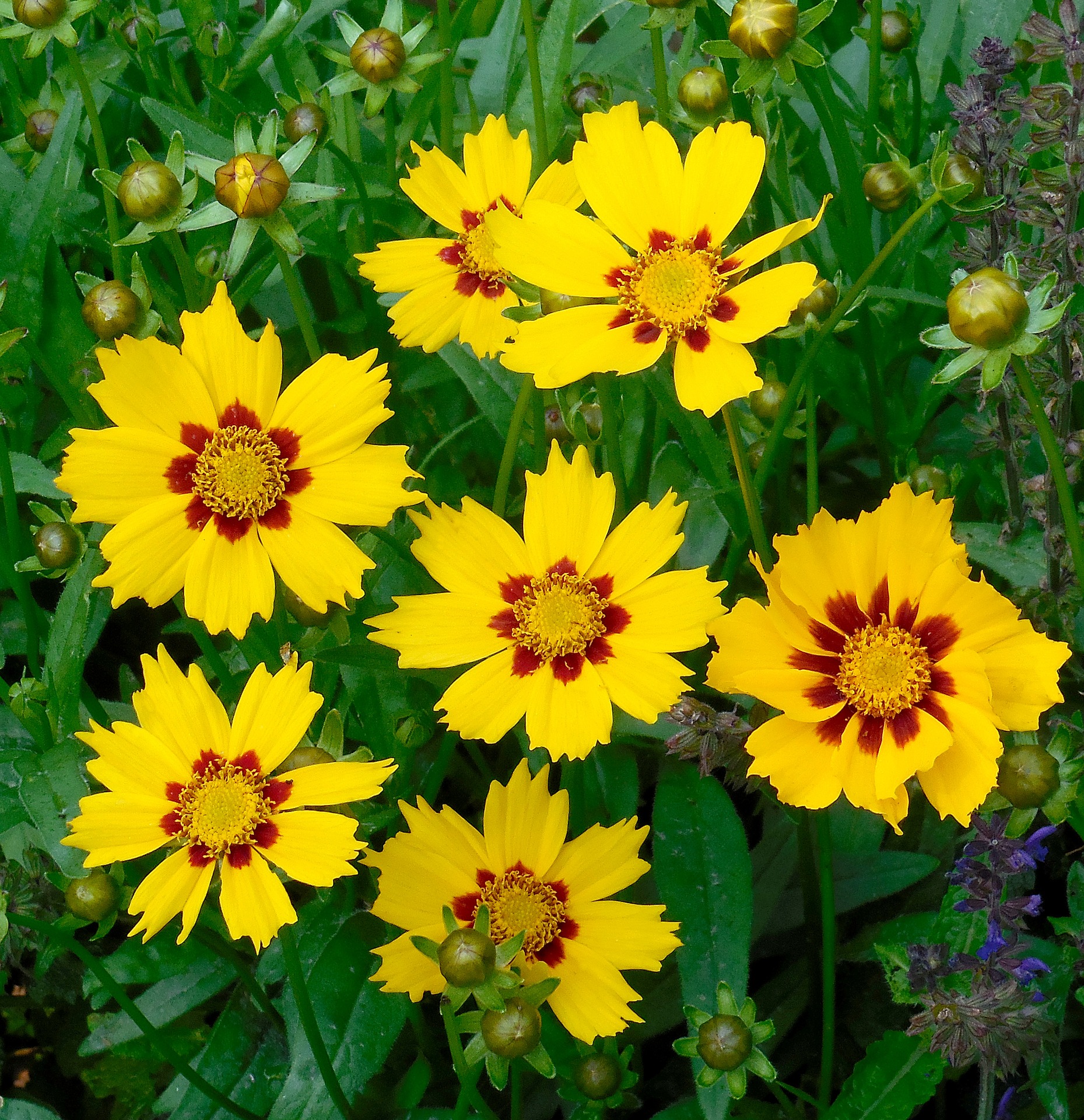 Coreopsis likes dry soil and will take all the sun it can get.